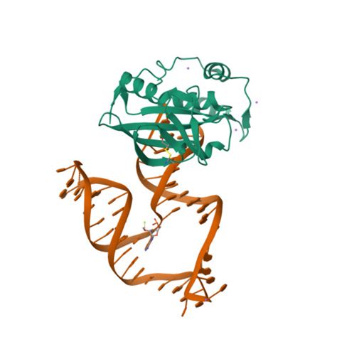 RCSB PDB - 8E9A: Crystal structure of AsfvPolX in complex with 10-23 ...