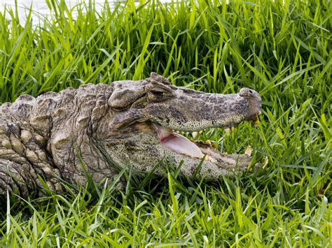 Jacaré de papo amarelo Broad snouted caiman Project Noah