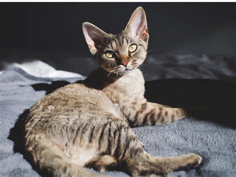 Devon Rex Cat Breeds Breeds