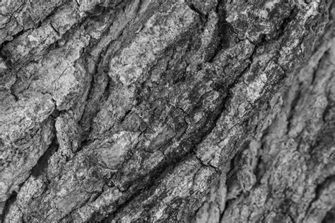 Textura De Tronco De árbol De Madera Foto Premium