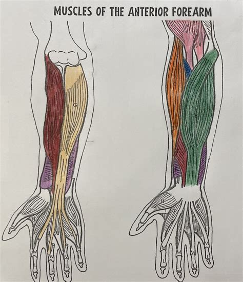 Muscles of the anterior forearm Diagram | Quizlet