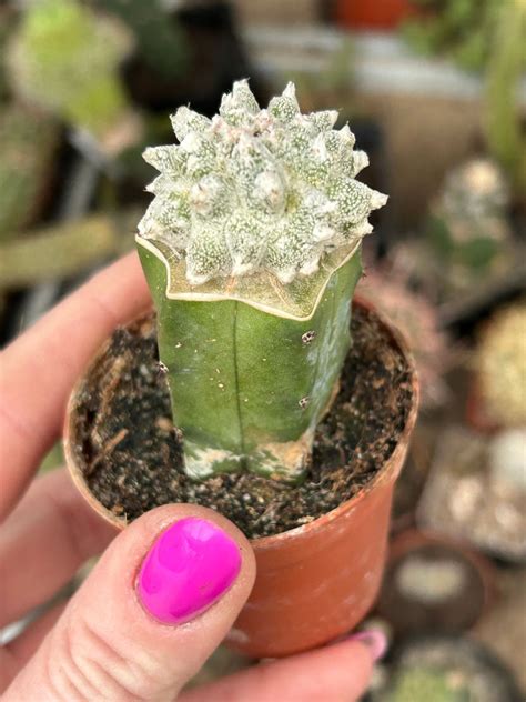 Astrophytum Myriostigma Lotus Land Clon B Cactuses Astrophytum