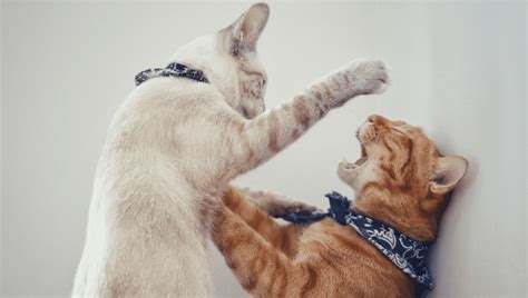 Are Your Cats Playing Or Fighting Heres How To Tell The Difference