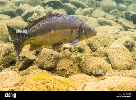 Mirror carp underwater hi-res stock photography and images - Alamy