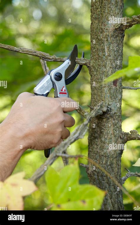 Cutting of tree branches, Pruning secateur, hand tool for agriculture, Donostia, San Sebastian ...