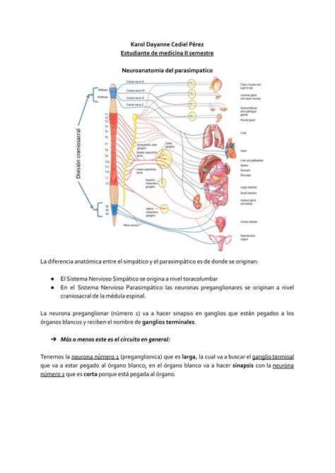 Solution Sistema Nervioso Parasimpatico Studypool