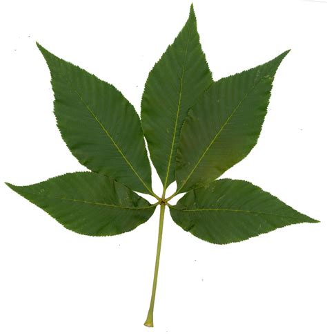 File:Aesculus flava-leaf.jpg - Wikipedia