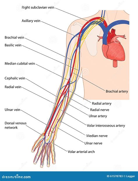 Vasos Sangu Neos Y Nervios Del Brazo Ilustraci N Del Vector