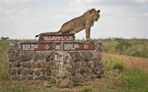 Nairobi National Park Day Tour - Sierra Safaris