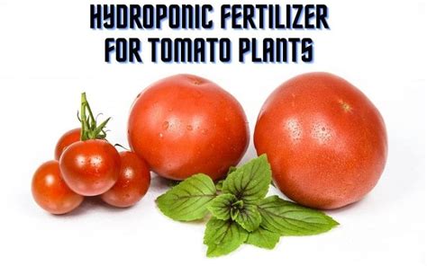 Best Hydroponic Fertilizers For Tomato Plants Your Guide