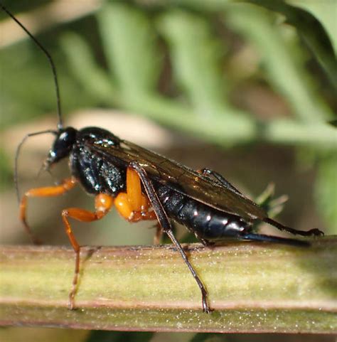 Ichneumon Sp Pimpla Pedalis BugGuide Net