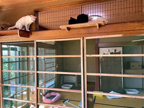 高崎で猫170匹の多頭飼育崩壊、猫の遺体も 「どれだけの命が失われたのか」 犬・猫との幸せな暮らしのためのペット情報サイト「sippo」