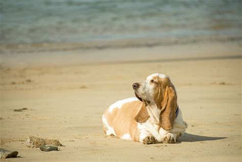 Ideas Para Que Tu Perro No Sufra Por Culpa Del Calor Conociendo A Mi