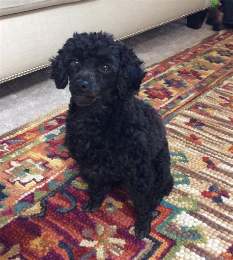 Toy Poodle Rehoming