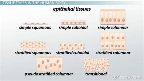 Epithelial Cells | Definition, Layers & Function - Lesson | Study.com