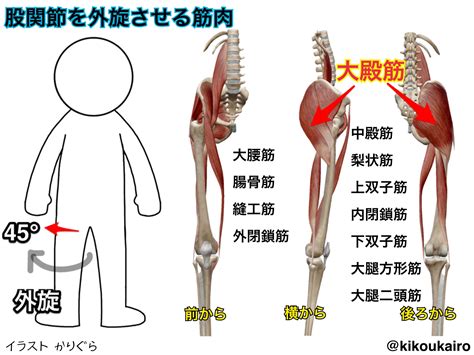 股関節を外旋させる筋肉①大殿筋と「脚が曲がる」 きこうカイロ施術院