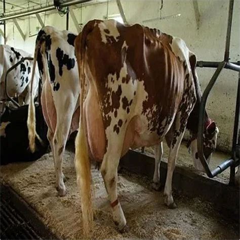 Live Dairy Cows Friesian Holstein Cow Available At Best Price In Venlo