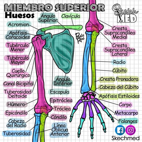 Huesos De Miembro Superior Basic Anatomy And Physiology Medical