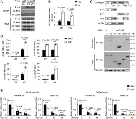 Cis Acting Lnc Cxcl Restrains Neutrophil Mediated Lung Inflammation By