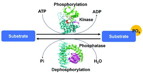 The Overall Mechanism Of Protein Phosphorylation Regulated By Protein