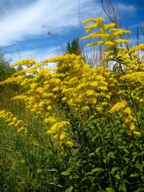 Solidago Nemoralis Grey Goldenrod Wild Ridge Plants