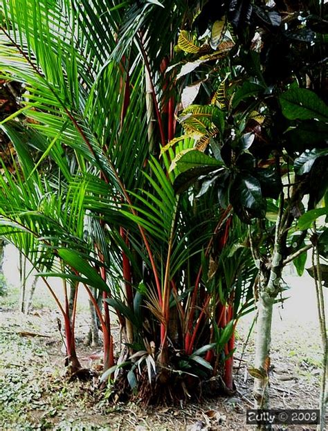 Cyrtostachys Renda Palmera Roja