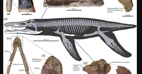 Est Casi Intacto Encuentran Un Cr Neo De Pliosaurio En Reino Unido