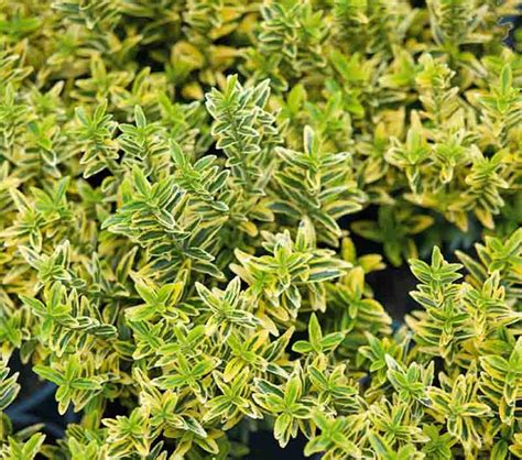 Kislevelű Törpe Kecskerágó Arany Színű Euonymus Microphyllus Aureovariegatus Euonymus