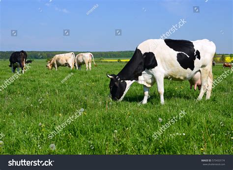 224,913 Cow Grazing Grass Images, Stock Photos & Vectors | Shutterstock