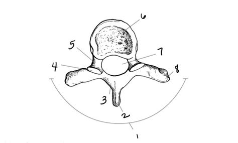 Sectional Anatomy Spine Flashcards Quizlet