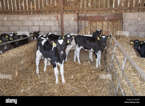 Domestic Cattle Holstein Friesian Calves Standing On Straw Bedding In