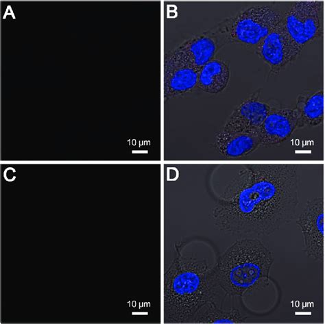 CLSM Images Of A B MDA MB 231 And C D MCF 7 Cancer Cells After