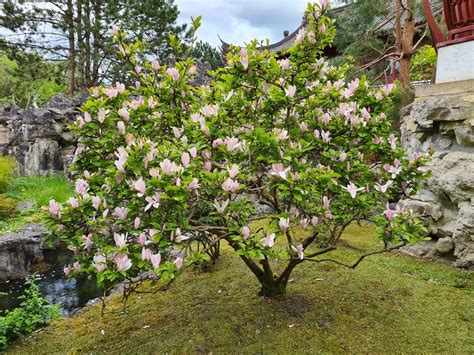Bloeiende Bomen Voor Uw Tuin Langbloeiende Bloesembomen