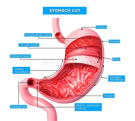 Anatomia Della Sezione Del Taglio Dello Stomaco Illustrazione Di Stock