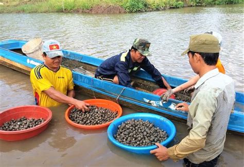 Tinggalkan Rumah Daun Untuk Membangun Rumah Dinding Berkat Budidaya