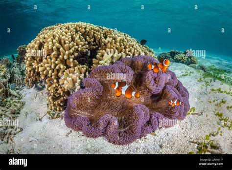 False Clownfish Amphiprion Ocellaris Swim Near Their Host Anemone