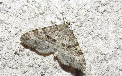 Les Insectes Du Haut Jura La Larentie Bleu Tre