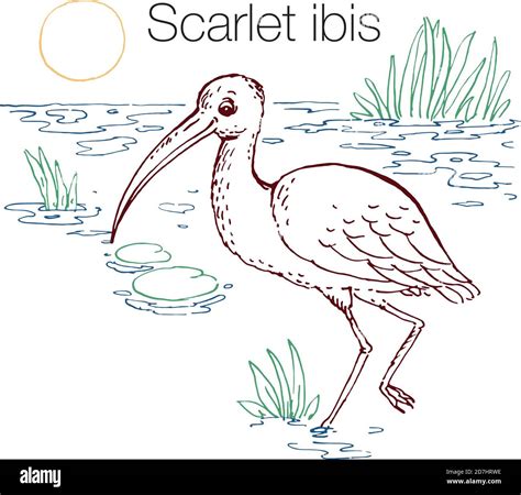 Scarlet Ibis Hand Drawn Vector Illustration Stock Vector Image Art