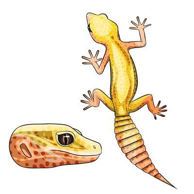 Leopard Gecko Vector Art, Icons, and Graphics for Free Download