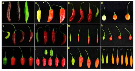 Horticulturae Free Full Text Evaluation Of Anthracnose Resistance