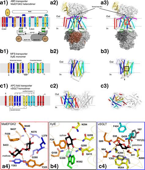 Structures Of Six Bacterial Sugar Transporters And Their Sugar Binding