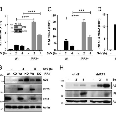 Irf Inhibits Virus Induced Inflammatory Gene Induction In Human Cells