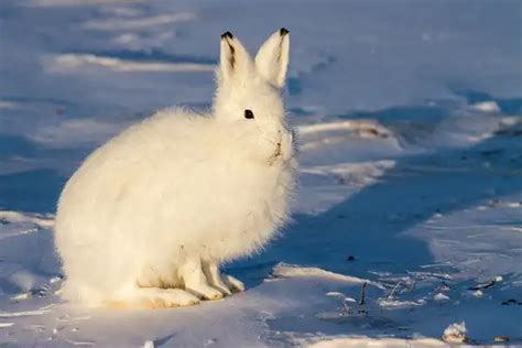 Arctic Hare - Facts, Size, Diet, Pictures - All Animal Facts