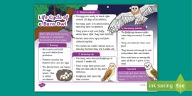 Ks Barn Owl Fact File Teacher Made Twinkl