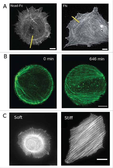 Similarity in actin cytoskeleton organization for different cell ...