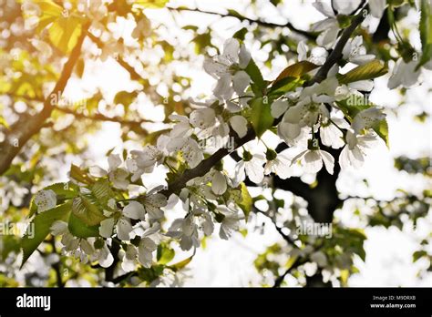 Sour Cherry Prunus Cerasus Tree In Blossom White Fresh Cherry Flowers