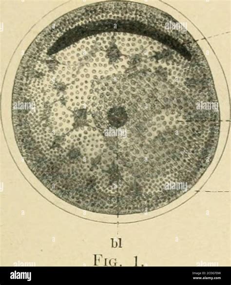 Journal Of Morphology Paqueobjects Within The Vitelline Membrane