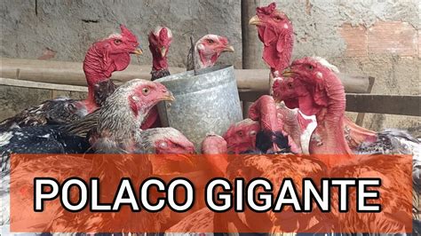 Cria O De Polaco Gigante Youtube