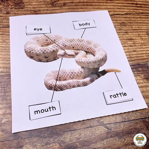 Snakes Preschool Activities Pack Pre K Printable Fun