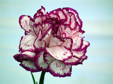 Top Carnation Wallpaper Full Hd K Free To Use